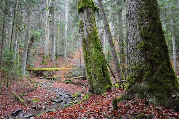 Nu se mai taie lemne din pădurile seculare ale României. Ce suprafață este protejată