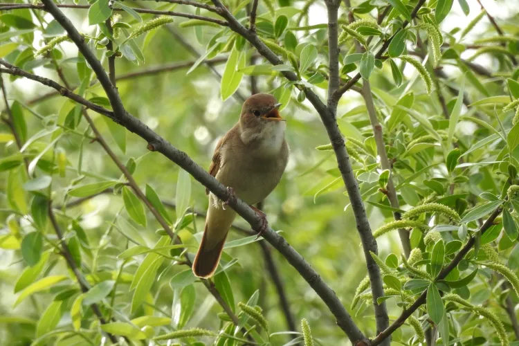 Noaptea Privighetorilor aduce în acest an concerte numai online 