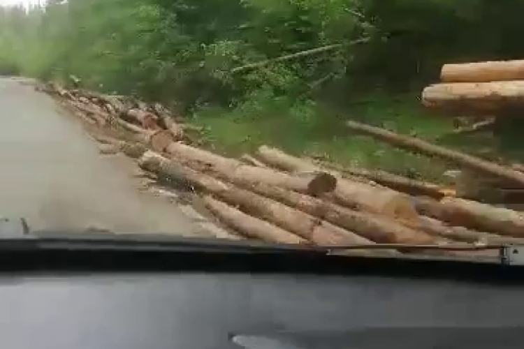 Plâng pădurile la Beliș și Poiana Horea: E plin de lemn ce merge la Sebeș - VIDEO