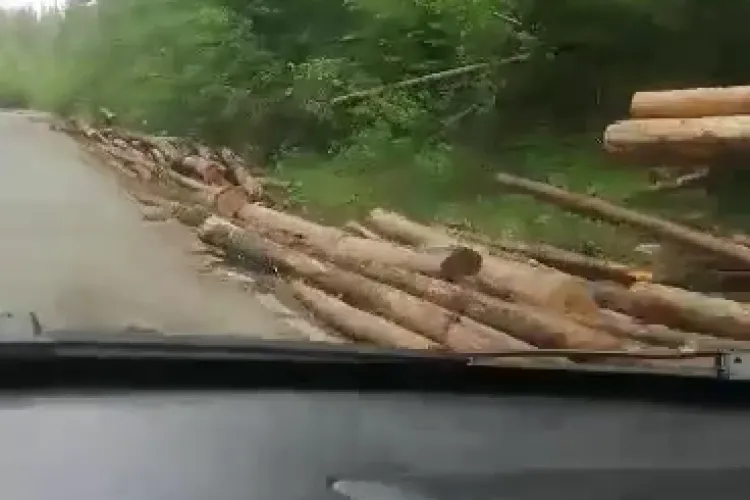 Plâng pădurile la Beliș și Poiana Horea: E plin de lemn ce merge la Sebeș - VIDEO