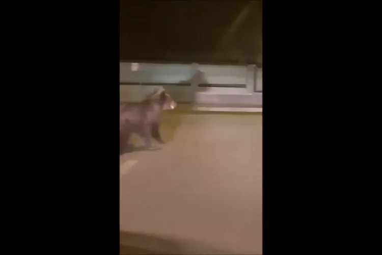 Un urs a mâncat o vacă la Săndulești, lângă Turda