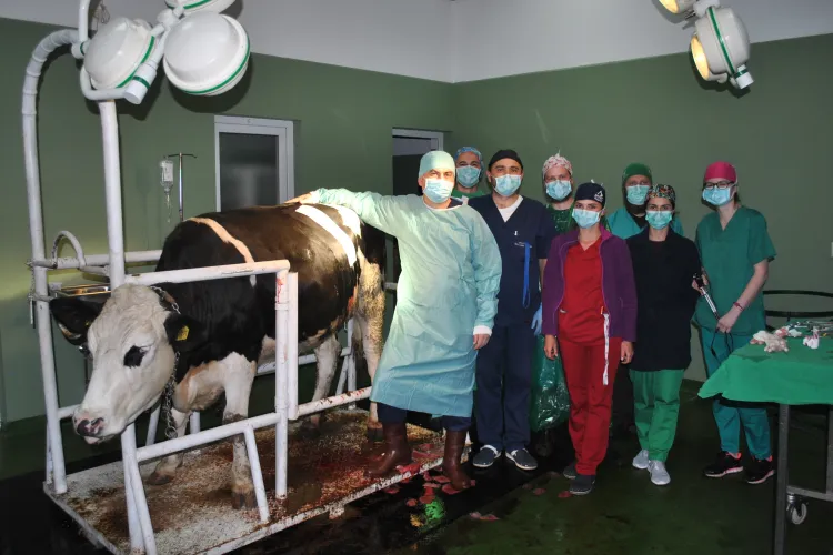 Cluj: Operație pe o vacă, din rasa Holstein, transmisă în premieră online studenților - FOTO