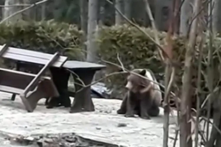 Au împușcat un pui de urs șchiop și care nu atacase pe nimeni. Ministerul Mediului a motivat că se obișnuise cu oamenii