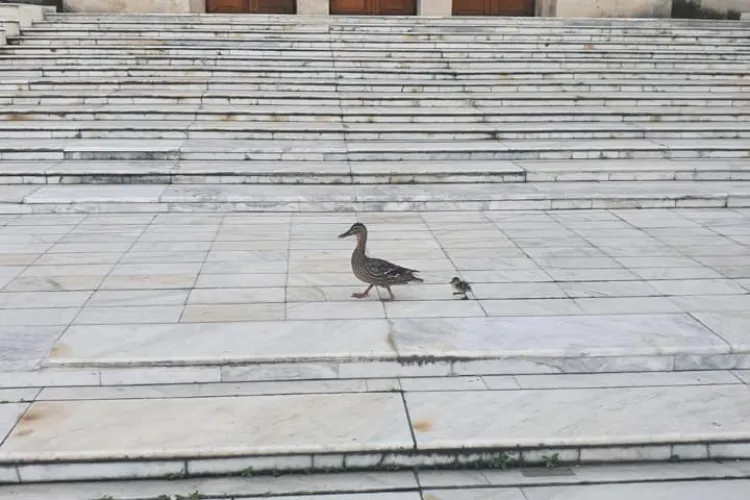 No comment - Rața și bobocul la Teatru - FOTO