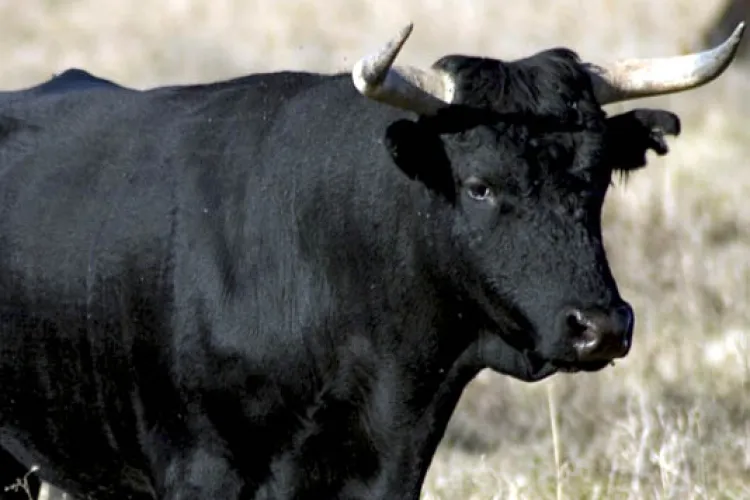 CLUJ: Bărbat ucis de un taur la Săvădisla. Un altul a ajuns la spital