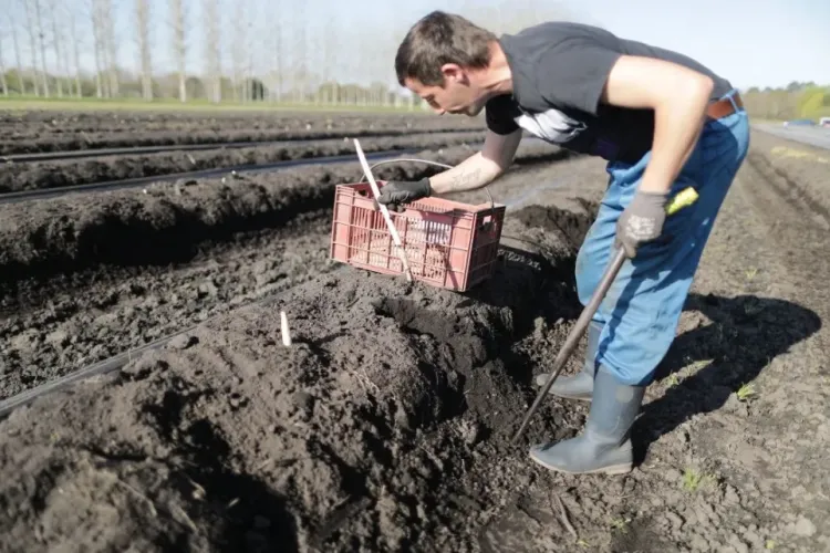 85 de muncitori români de la o fermă din Germania au coronavirus