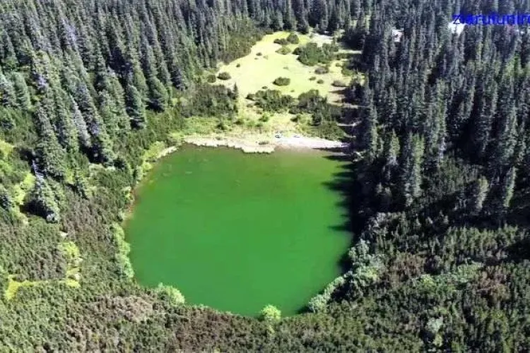 O dată-n viață! Au înflorit pinii în Parâng după 100 de ani - FOTO