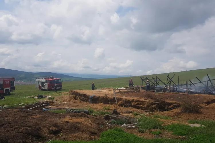 Incendiu la un adăpost de animale din Florești! Flăcările au fost pornite intenționat FOTO