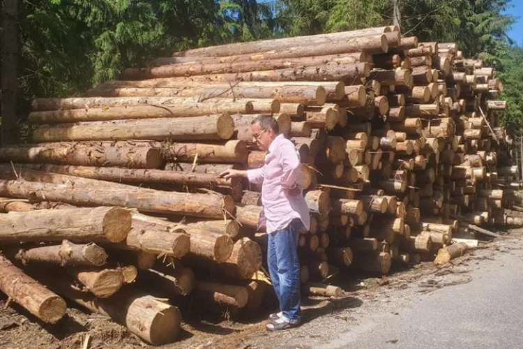 Actorul Claudiu Bleonț, candidat la primăria Beliș: ”Se fură pădurea”. Dă și nume și locurile defrișate