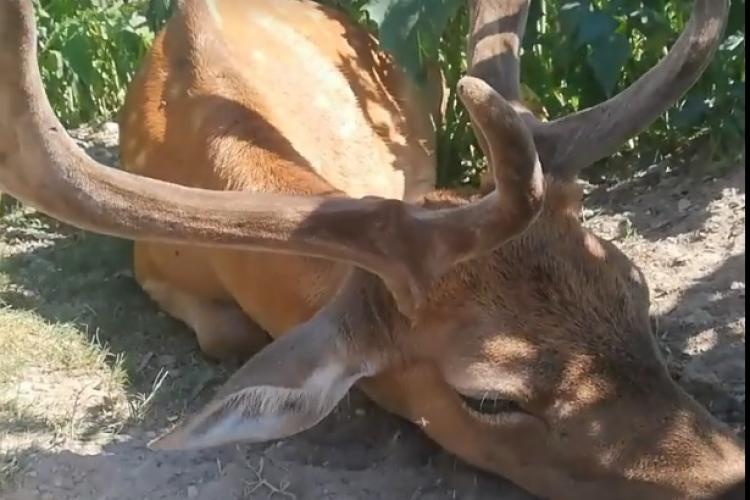 Cerb lăsat să se zbată între viață și moarte la parcul de animale din Sălicea / Proprietarul neagă acuzațiile - VIDEO