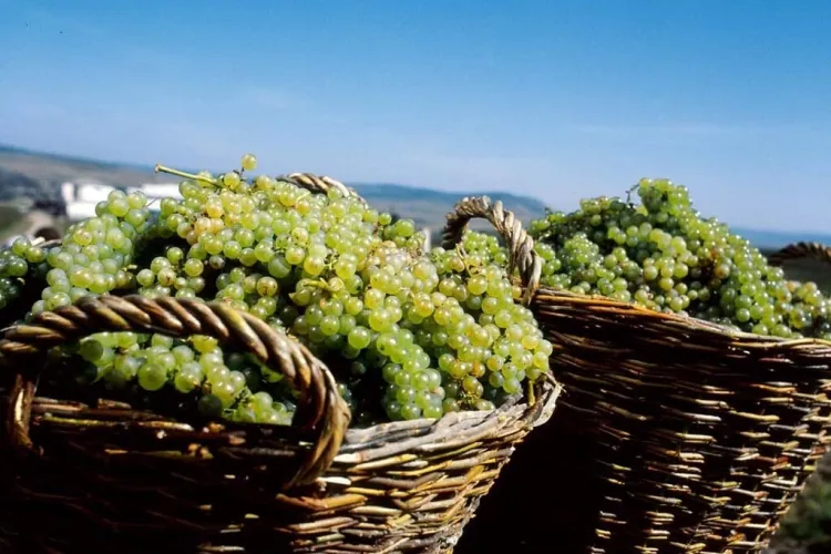 Produsele românești merită susținute. Află cum poți cumpăra mustul din inima Transilvaniei