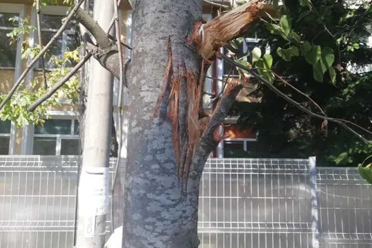 Copacii ”măcelăriți” pe strada Arieșului: Domnule primar Emil Boc, ia uitați-va cum lucrează minunații muncitori - FOTO   