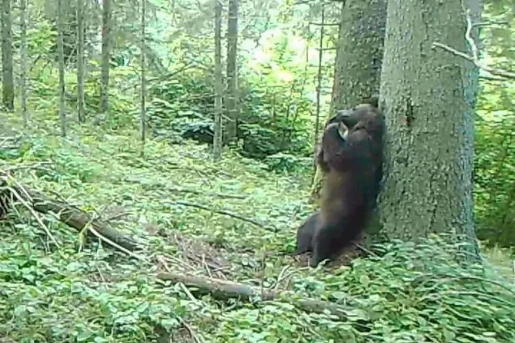 Ursul Baloo filmat într-o pădure din România la o ”ședință” de scărpinat - VIDEO   