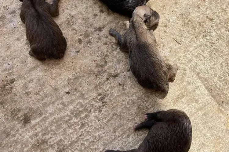 Fără suflet! Un clujean a aruncat la gunoi 7 pui de cățel - FOTO