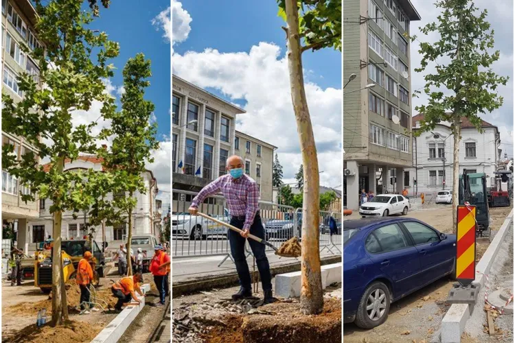 Boc a plantat copaci în Piața Păcii numai pentru poza de Facebook. După ședința foto, copacii au fost scoși - VIDEO și FOTO