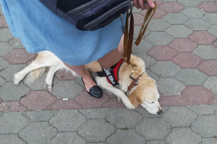 Cum s-a făcut de rușine Mega Image la Cluj! Nevăzătoare cu câinele ghid ținută la ușa magazinului, în ploaie - FOTO