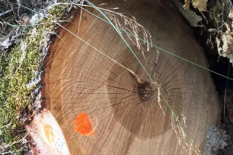 Jaf în pădurea de la Cuzdrioara. Tăieri ilegale de arbori în valoare de un milion de lei acoperite de Direcția Silvică Cluj - FOTO   