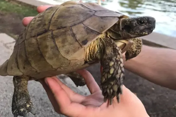 Testoasă abandonată în Parcul Central din Cluj-Napoca / UPDATE: Testoasa a evadat dintr-o curte, nu e abandonată - FOTO