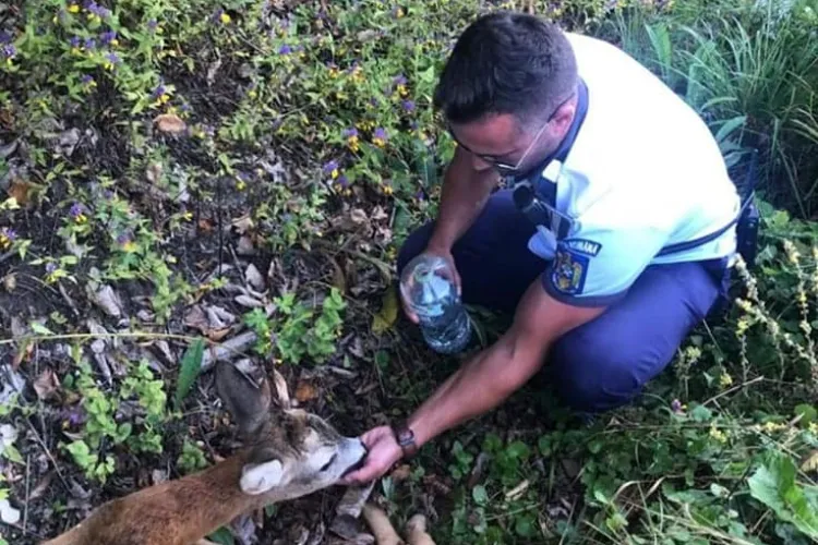 Căprioară lovită de mașină la Sfântul Ion! Din păcate deznodământul a fost tragic, deși s-a intervenit - FOTO