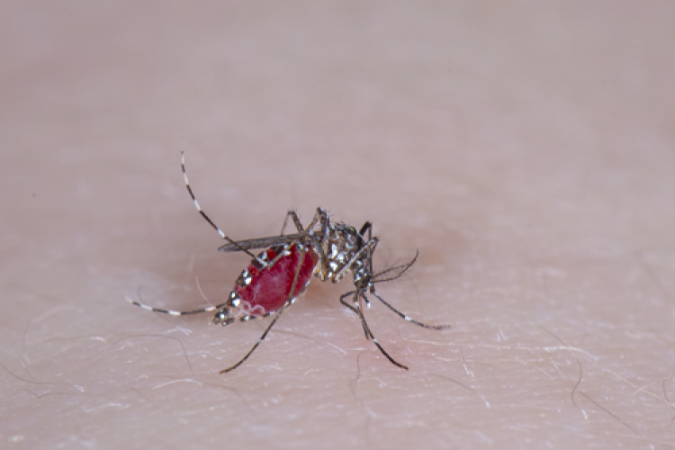 Avioanele care aterizează la Cluj-Napoca verificate pentru a nu aduce țânțari exotici care transmit diverse boli