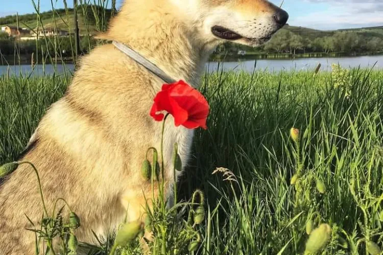Arya, câinele dispărut pe ruta Cluj - Sibiu, găsită tocmai în Argeș. Internauții s-au mobilizat exemplar - FOTO