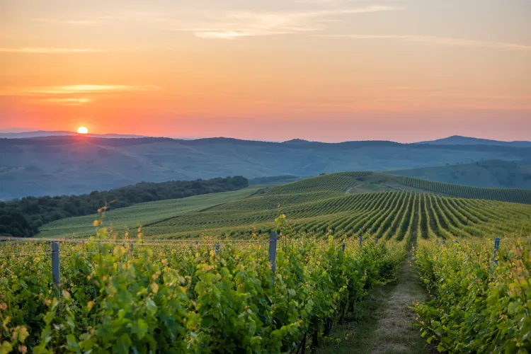 Ce spun specialiștii Jidvei despre perioada de acumulare a zaharurilor în struguri   