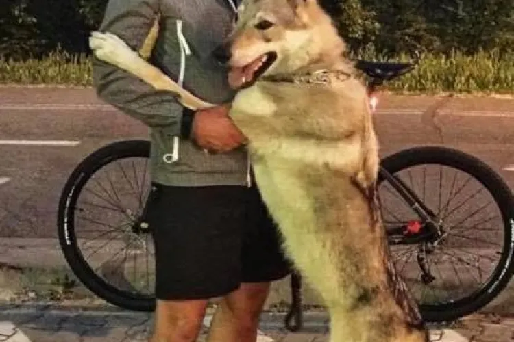 Apel disperat privind un câine pierdut în zona Vivo Mall - FOTO   