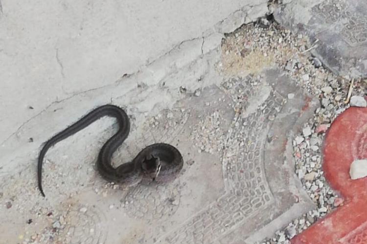 Probleme cu viperele la Cluj? O familie s-a trezit cu șarpele în curte FOTO