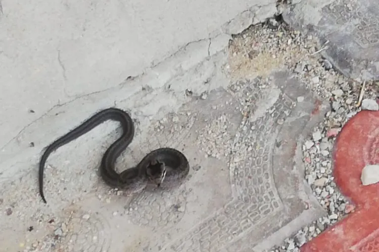 Probleme cu viperele la Cluj? O familie s-a trezit cu șarpele în curte FOTO