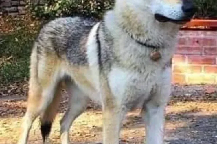 Veste tristă despre câinele găsit la Pitești. Nu este Arya! Familia a anuntat că lupul cehoslovac este încă liber - FOTO   