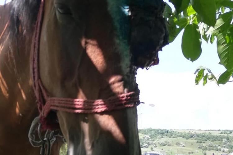 Chiar nu mai avem inimă? Cal cu tumoare lăsat să sufere de un an și ceva la Turda: ”Nepasarea este institutionalizata”