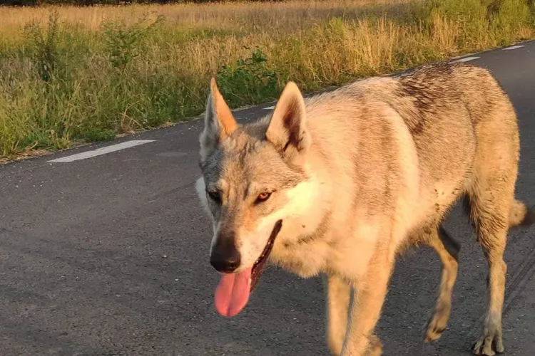 Povestea de FILM a cățelușei Arya, pierdută la Teiuș și găsită lângă Pitești. A mers 250 de km pe urma stăpânului - VIDEO   