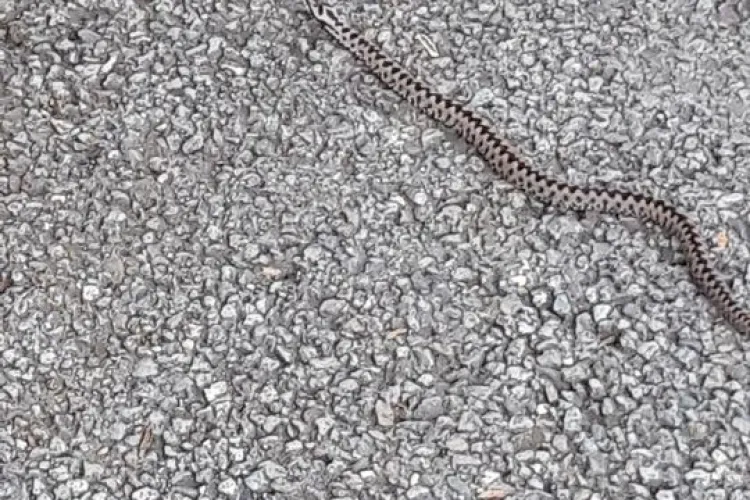 Pui de viperă fotografiat pe o stradă din Cluj-Napoca FOTO