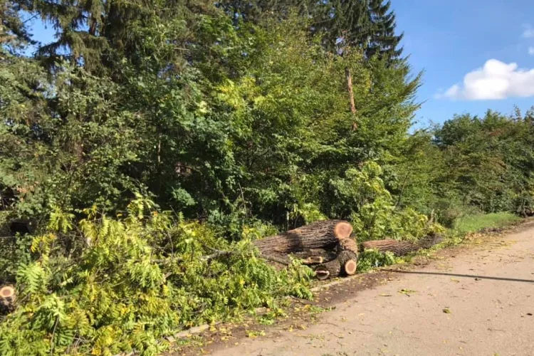Arborii pitorești de pe Aleea Muzeului Satului tăiați fără creier pentru a proteja mașinile - FOTO