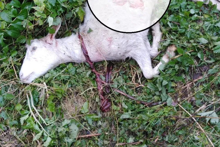 Urșii au atacat gospodăriile de pe Valea Căpriorii, din Feleacu. Jandarmii: Să ne chemați când atacă - FOTO SOCANTE