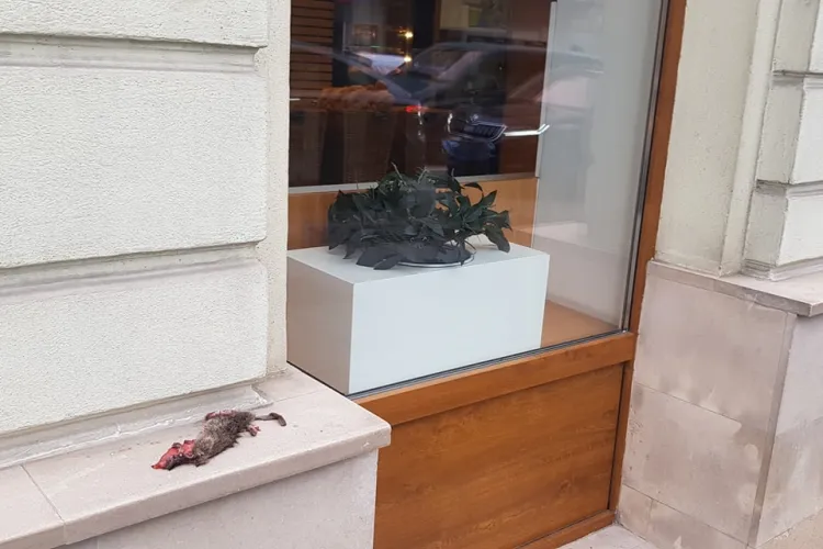 Șobolan mort pe fațada unui magazin din centrul Clujului. Nimeni nu ia măsuri - FOTO   