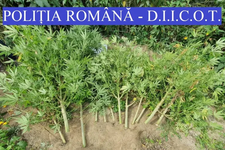 Traficanți de droguri reținuți de polițiști la Cluj FOTO