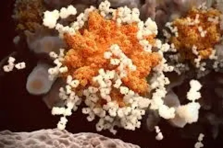 Cocktail cu anticorpi REGN-COV2 este folosit și în România   