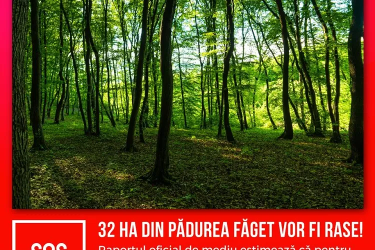 Centura Metropolitană a Clujului rade 60 de hectare de pădure. Dohotaru: Nu va ajuta la decongestionarea traficului