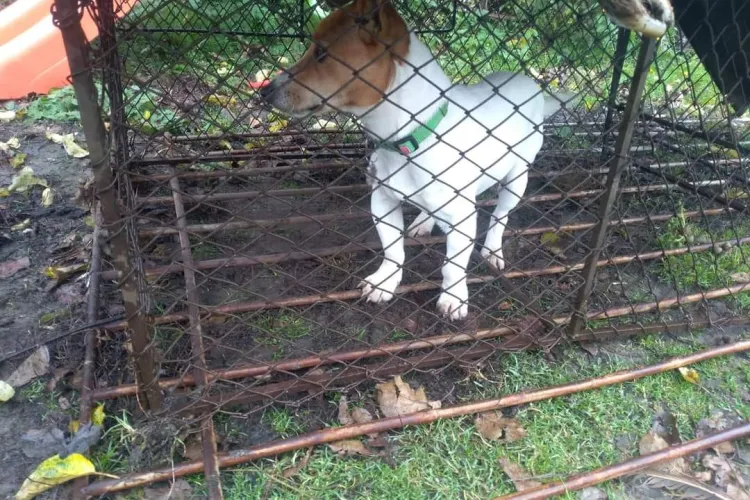 Caz halucinant în Feleacu! Un bărbat a sechestrat un câine și a cerut 250 de lei pentru a-l elibera, sumă plătită de față cu Poliția Locală