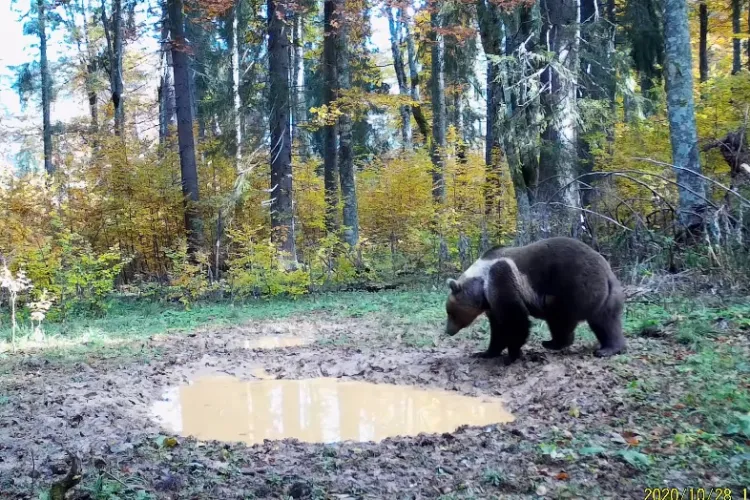 Imagini superbe cu un urs filmat în Parcul Natural Apuseni - VIDEO   