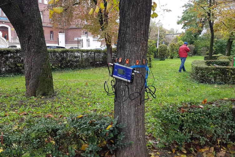 Copacii din Parcul Ștefan cel Mare sunt investigați cu un tomograf! Cei bolnavi vor fi tăiați - FOTO
