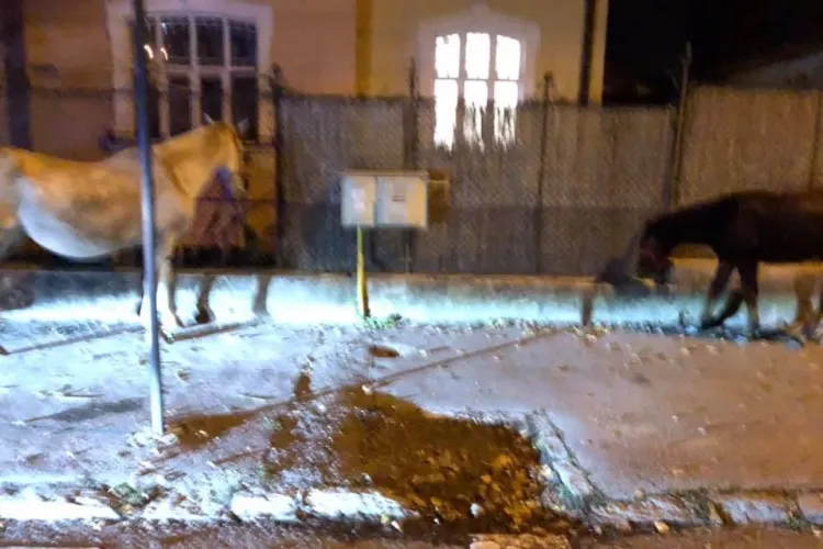 Caii care au gonit prin Mărăști, prinși în cartierul Andrei Mureșanu - FOTO