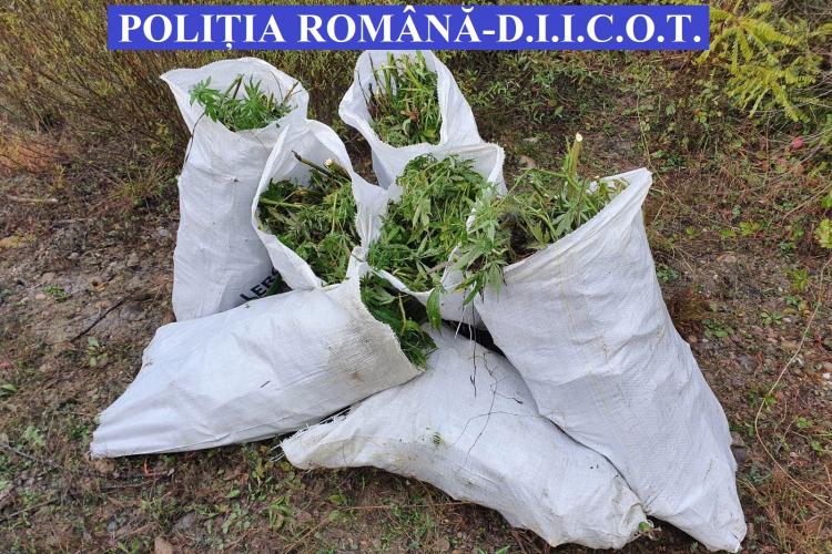 CLUJ: Aproape 150 de kilograme de cannabis confiscate de polițiști FOTO/VIDEO