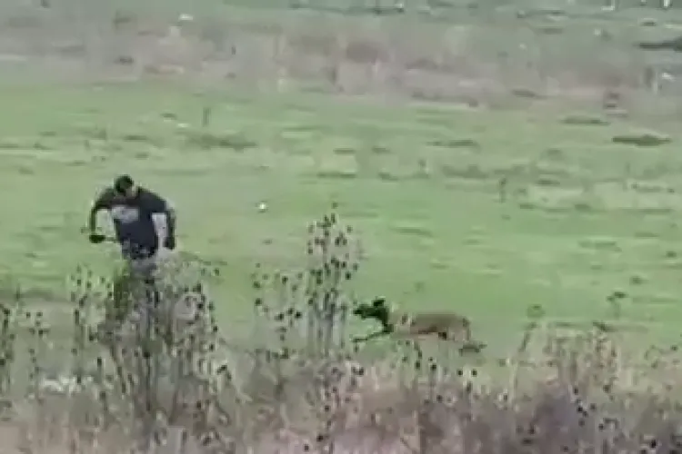 Câine dresat cu bătaia și teroarea, în Florești - VIDEO