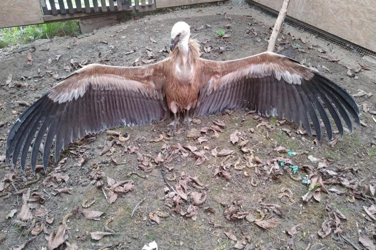 Un superb vultur sur a fost salvat și este tratat la Mureș - FOTO   