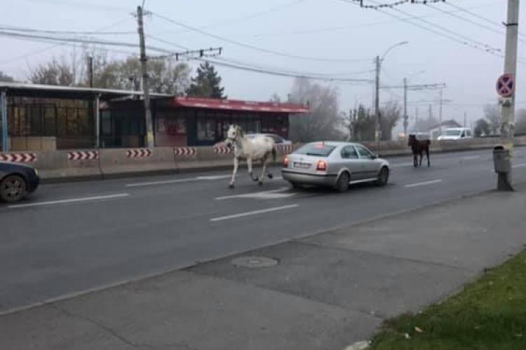 Cai surprinși galopând în trafic la Cluj. Au ajuns de la IRA până în Piața Mărăști FOTO