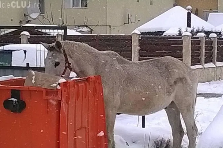 Primarul din Florești a discutat cu asociațiile de protecție a animalelor pentru a rezolva problema animalelor fără stăpân