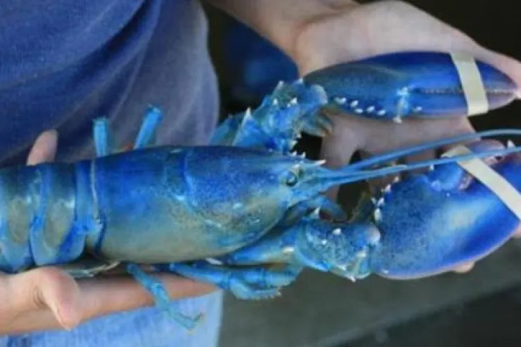 Cercetătorii de la UBB Cluj au explicat de ce unii crabi (homarul albastru) sunt albaștrii