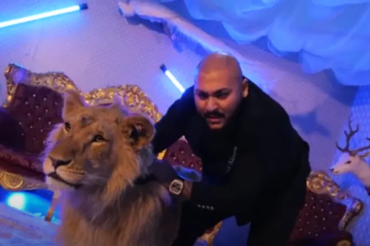 Poliția a deschis un dosar penal după ce manelistul Dani Mocanu a folosit un leu rănit pentru un videoclip